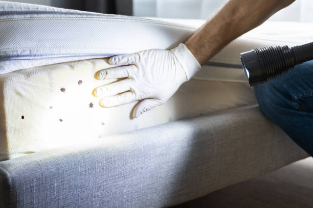 Trusted Rosendale, WI Pest Control Experts