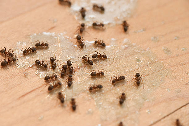 Best Cockroach Control Services  in Rosendale, WI